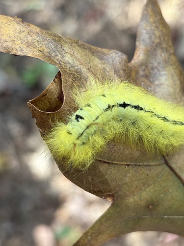 Spotted Apatelodes Moth