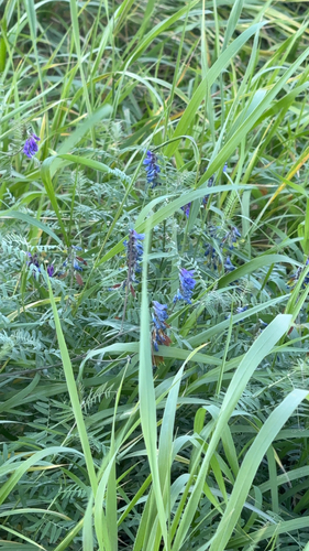tufted vetch
