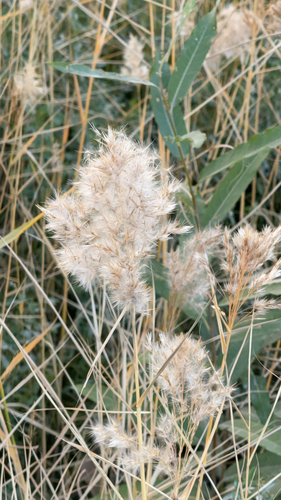 common reed