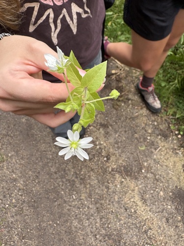 Water Chickweed