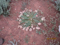 Astragalus physodes