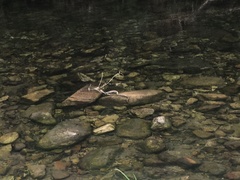 Gloydius intermedius