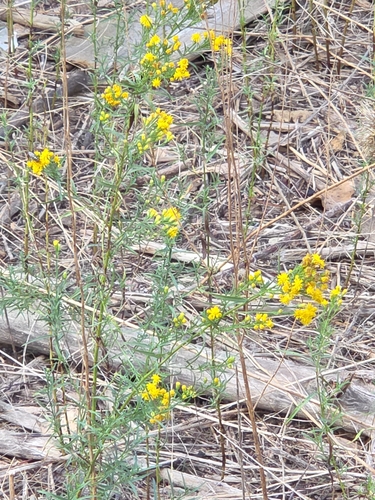 western goldenrod