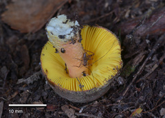 Russula tricholomopsis