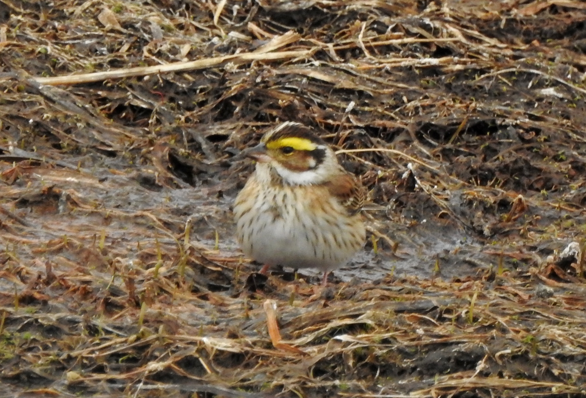 Yellow-browed Bunting illustration