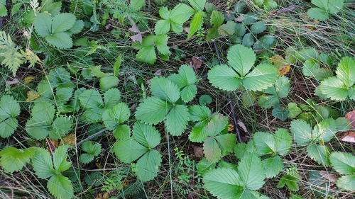 woodland strawberry