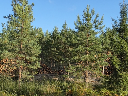 Scots pine