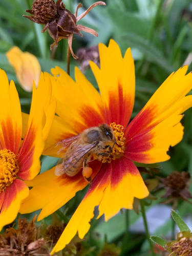Western Honey Bee