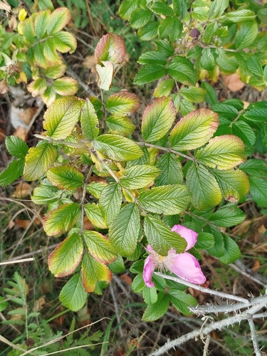 rugosa rose