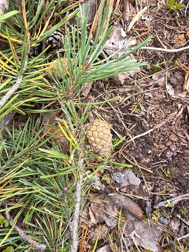 Scots pine