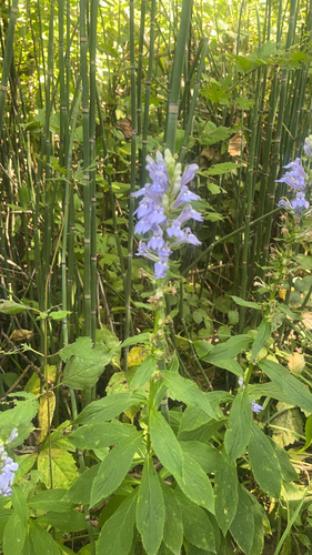 great blue lobelia