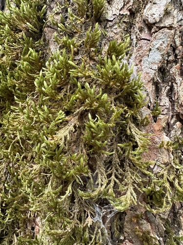 Forsstroemia trichomitria observed 2026-09-19