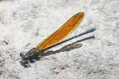 Euphaea lara