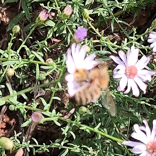 Western Honey Bee