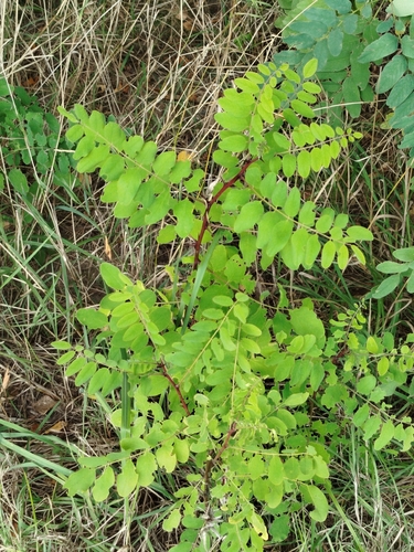 black locust