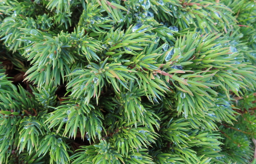 common juniper