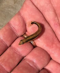 Percina nigrofasciata