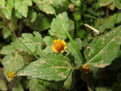 Acmella ciliata