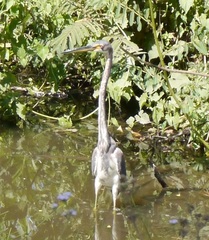 Egretta tricolor
