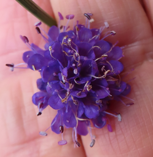 Devil's-bit Scabious