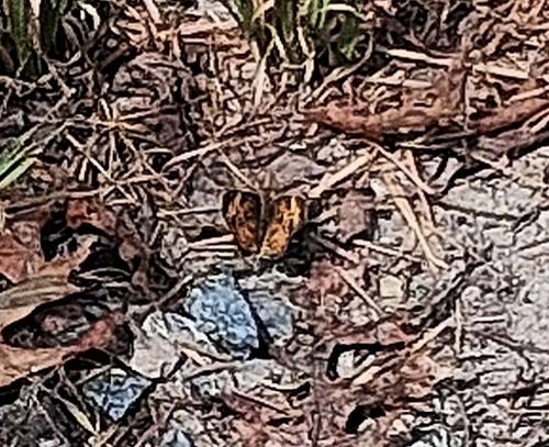 Pearl Crescent