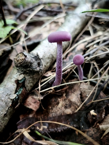 Amethyst Deceiver
