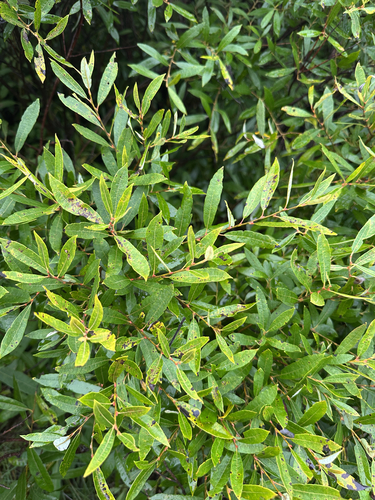 Salix humilis, photograph 6