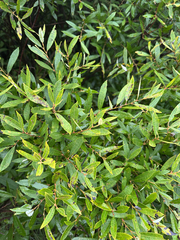Salix humilis, photograph (c) Peter Quakenbush, some rights reserved (CC BY)