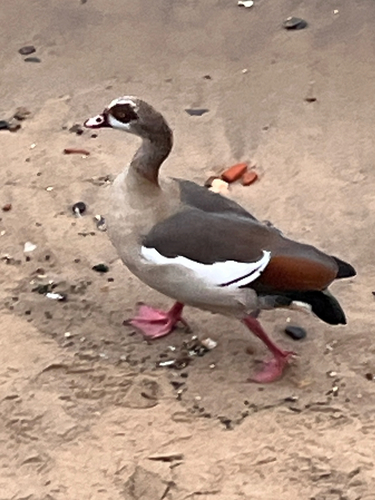 Egyptian Goose