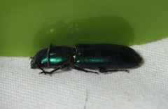 Temnoscheila virescens