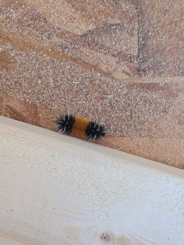 Spotted Tussock Moth