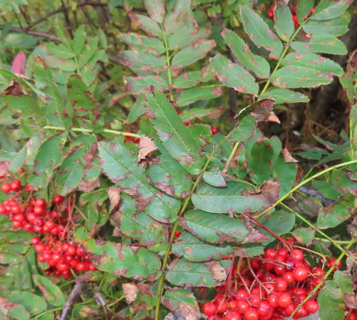 European mountain ash