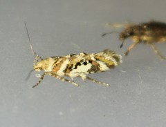 Aristotelia elegantella