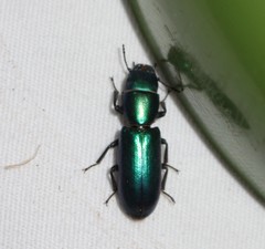 Temnoscheila virescens