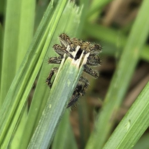 Bold Jumping Spider
