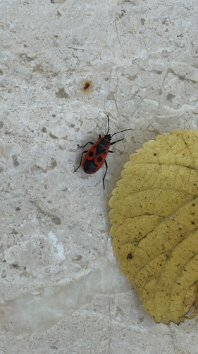 European Firebug