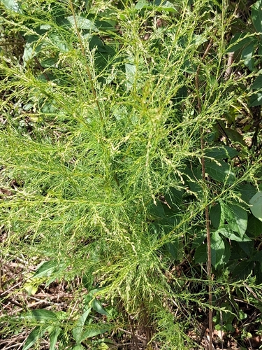 dogfennel