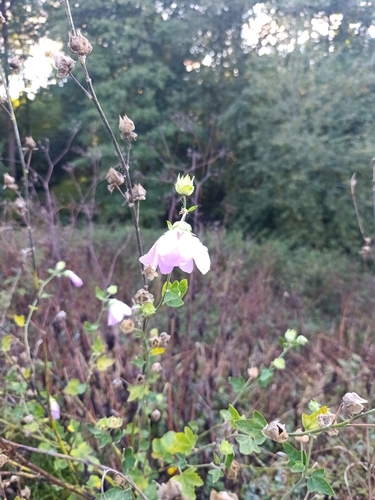 Eastern Tree-mallow