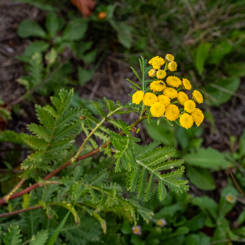 tansy