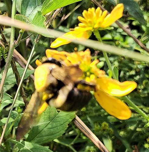 Eastern Carpenter Bee