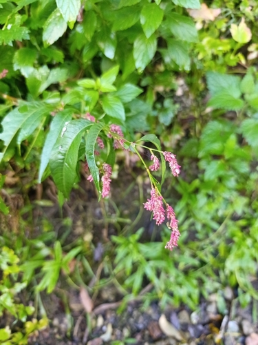 pale smartweed