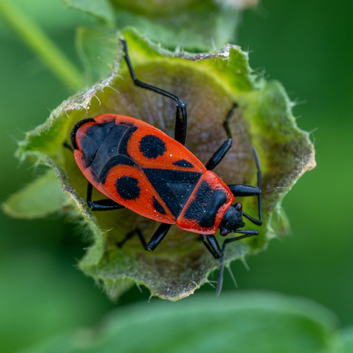 European Firebug