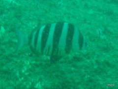 Diplodus hottentotus