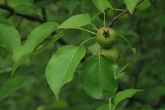 Pyrus ussuriensis