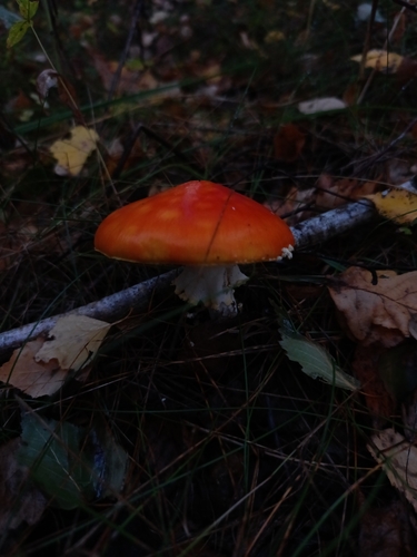 Fly Agaric