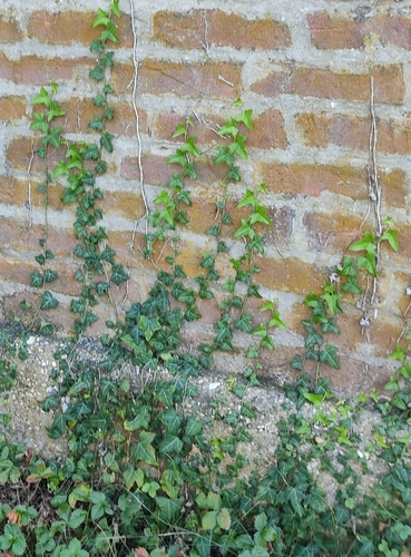 common ivy