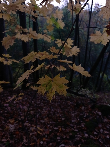 Norway maple