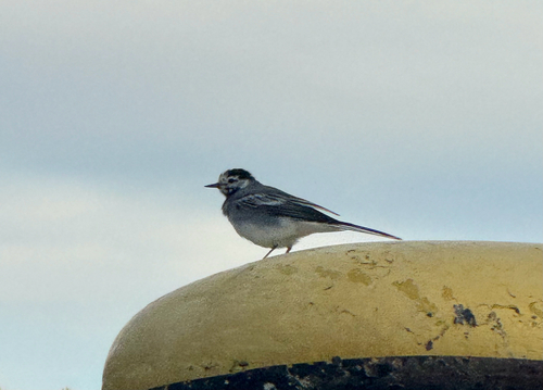 White Wagtail