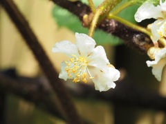 Actinidia setosa