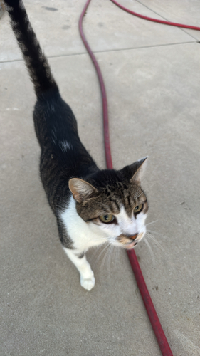 Domestic Cat
